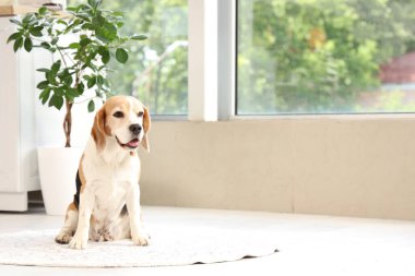 Evdeki halıda oturan sevimli av köpeği.