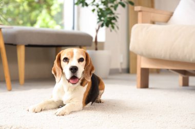 Evdeki halıya uzanmış sevimli av köpeği.