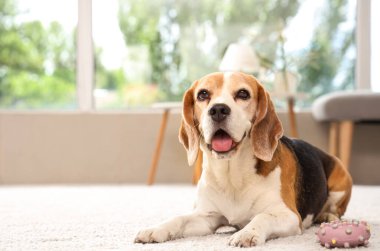 Evdeki halıya uzanmış oyuncak bir av köpeği.