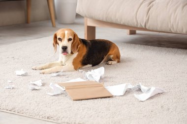 Evde yırtık kitabın yanında halıda yatan av köpeği.