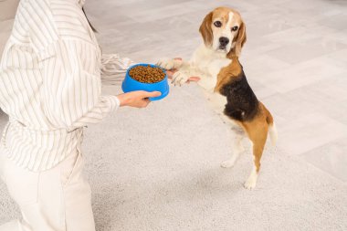 Sahibi evdeki sevimli av köpeğini besliyor.