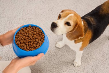 Sahibi, sevimli av köpeğini evde besliyor, yakın plan.