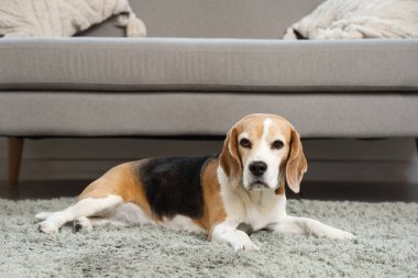 Evdeki halıya uzanmış sevimli av köpeği.