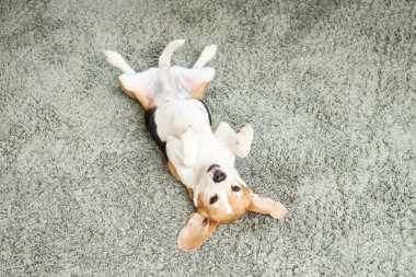 Evdeki halıya uzanmış sevimli av köpeği.