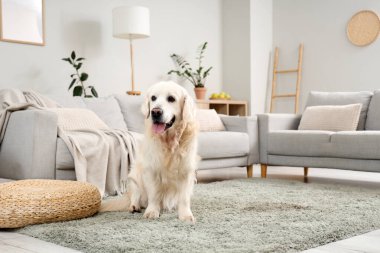 Evdeki halının üzerinde oturan sevimli Labrador köpeği.
