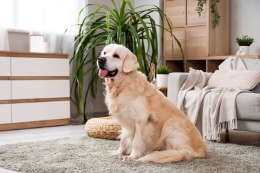 Evdeki halının üzerinde oturan sevimli Labrador köpeği.