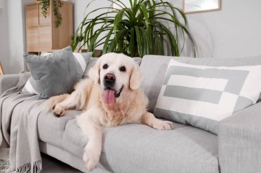 Sevimli Labrador köpeği evdeki kanepede yatıyor.