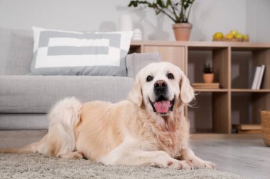 Evdeki halının üzerinde yatan sevimli Labrador köpeği.