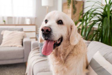 Evde sevimli Labrador köpeği, yakın plan.