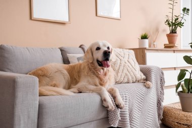 Labrador köpeği oturma odasında kanepede yatıyor.