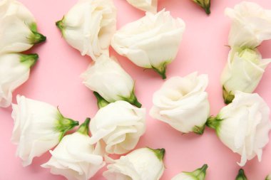 Pembe arka planda beyaz Eustoma çiçekleri, yakın plan.