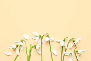 Bej arkaplanda çiçek açan kar damlaları