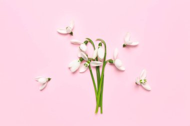 Pembe arka planda çiçek açan kardamlaları