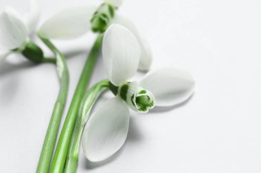 Gri arkaplanda güzel kar damlaları, yakın plan