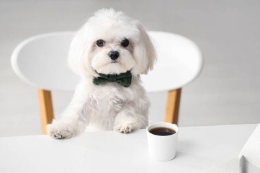 Papyonlu şirin beyaz Bolonez köpek işyerinde oturmuş ofisinde kahve içiyor.