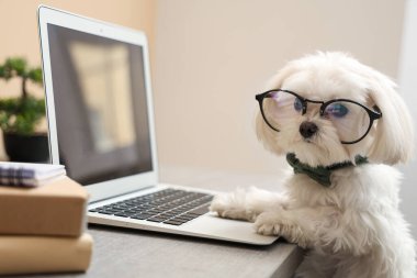 Papyonlu ve gözlüklü şirin beyaz Bolonez köpek iş yerinde dizüstü bilgisayarla şık bir ofiste oturuyor.