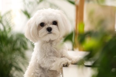 Ofiste şirin beyaz Bolonez köpeği, yakın plan.