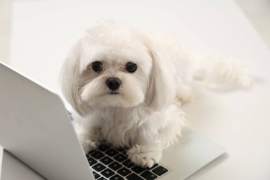 Ofiste dizüstü bilgisayarda yatan tatlı beyaz Bolonez köpeği.