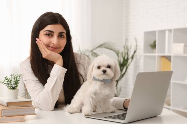 İşyerinde dizüstü bilgisayarı ve beyaz Bolonez köpeği olan genç bir kadın.