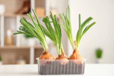 Mutfaktaki beyaz masada, ekilmiş yeşil soğanlı plastik kap.