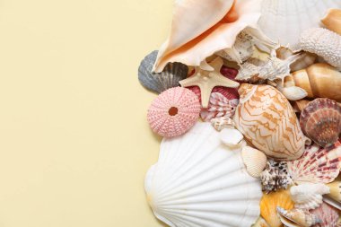 Bej arka planda birçok farklı deniz kabuğu