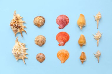 Mavi arka planda birçok farklı deniz kabuğu