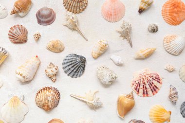 Beyaz arka planda birçok farklı deniz kabuğu