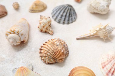 Beyaz arka planda birçok farklı deniz kabuğu