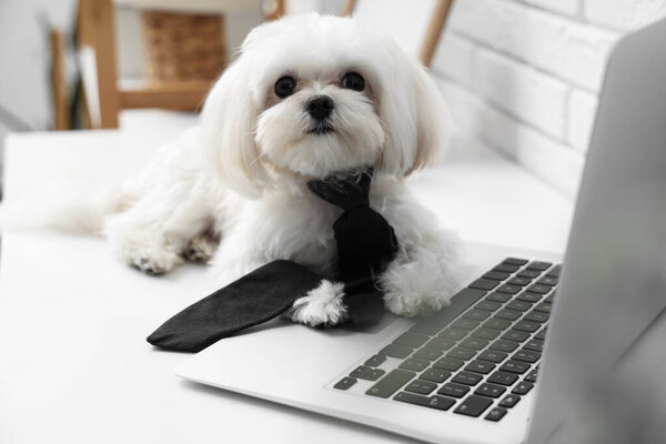 Симпатичная белая болонская собака в галстуке лежит на рабочем месте с ноутбуком в стильном офисе