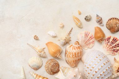 Beyaz arka planda birçok farklı deniz kabuğu