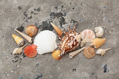 Grunge arka planında çok farklı deniz kabukları var.