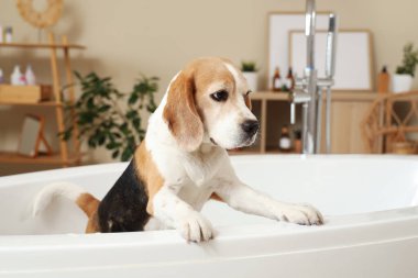 Tatlı Beagle köpeği evde köpükle banyo yapıyor.