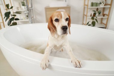 Tatlı Beagle köpeği evde köpükle banyo yapıyor.