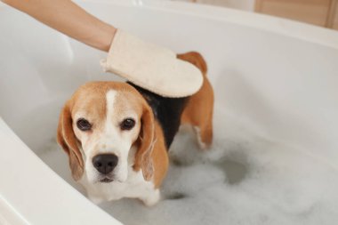 Evde köpük banyosu yaparken, saç eldiveniyle sevimli Beagle köpeğini fırçalayan kadın.
