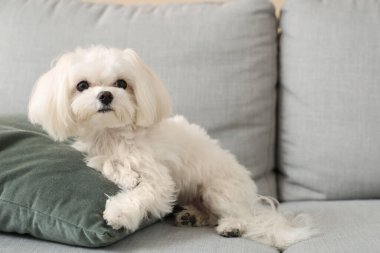 Evdeki kanepede sevimli Maltese köpeği, yakın plan.