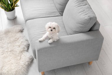 Evdeki kanepede oturan sevimli Maltese köpeği.