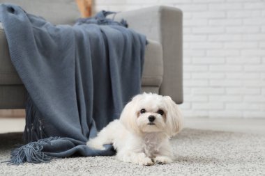 Evdeki halının üzerinde şirin bir Maltese köpeği