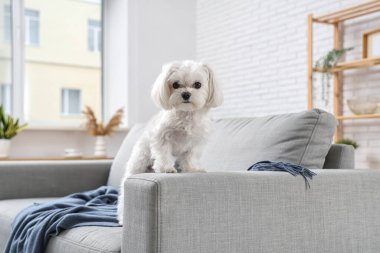 Oturma odasındaki kanepede tatlı bir Maltese köpeği.