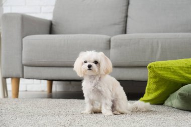 Evdeki halının üzerinde şirin bir Maltese köpeği