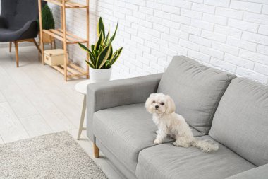 Oturma odasındaki kanepede tatlı bir Maltese köpeği.