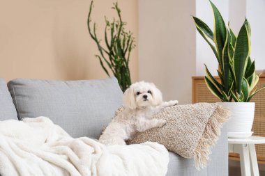 Oturma odasındaki kanepede tatlı bir Maltese köpeği.