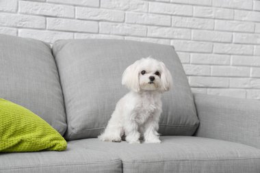 Evdeki kanepede oturan sevimli Maltese köpeği.