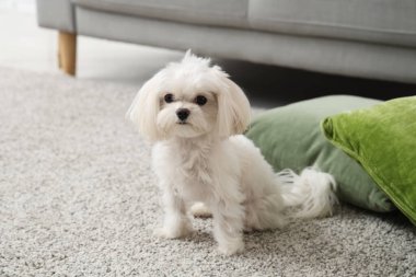 Evdeki halının üzerinde şirin bir Maltese köpeği