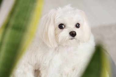 Evdeki şirin Maltese köpeği, yakın plan.