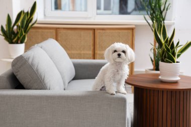 Evdeki kanepede tatlı bir Malta köpeği.