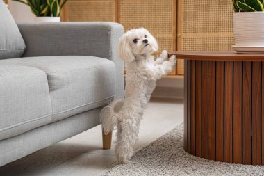 Şirin bir Malta köpeği ve şık bir oturma odasında ahşap bir masa.