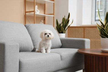 Oturma odasındaki kanepede tatlı bir Maltese köpeği.