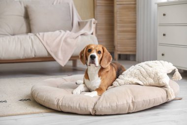 Oturma odasındaki evcil hayvan yatağında tatlı Beagle köpeği