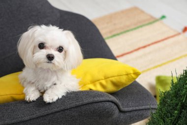 Evdeki koltukta sevimli Maltese köpeği.