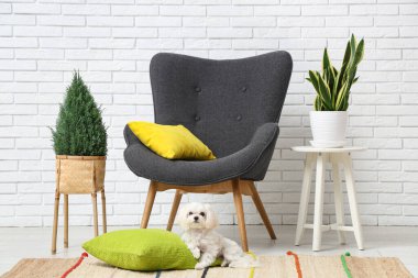 Modern oturma odasında yumuşak yastıklı şirin Maltese köpeği.